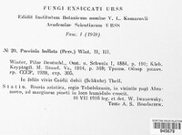 Puccinia bullata image